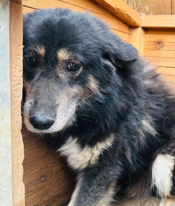 GEORGIE (♂) – Bild 2
