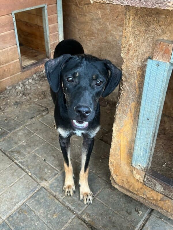 EDDIE (♂) – Bild 4