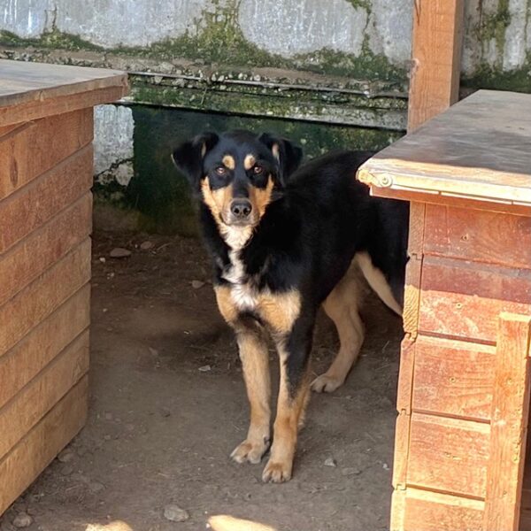 MAIDA (♀) – Bild 5