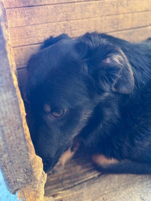 MAXI (♂) – Bild 3