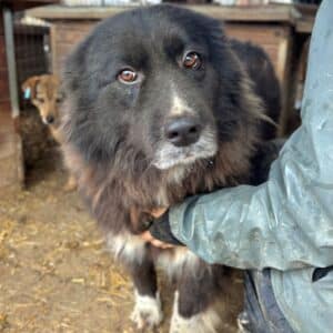 POLLIE (♀) - seit 2024 im Shelter - reserviert Cani Maremmani (AL 03.10.)