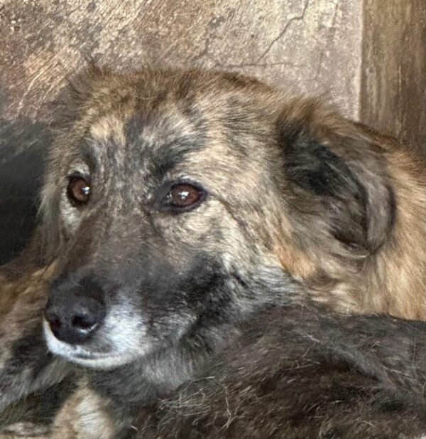 ANOUK (♀) – Bild 5