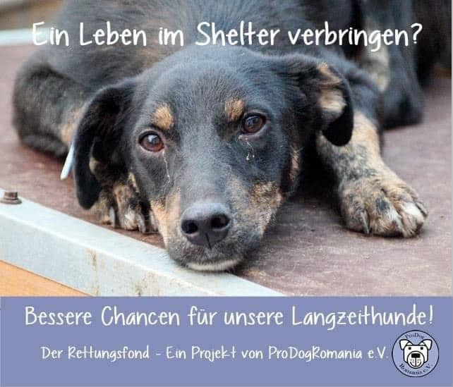 🌟 Lasst uns gemeinsam den Rettungsfond auffüllen! 🌟