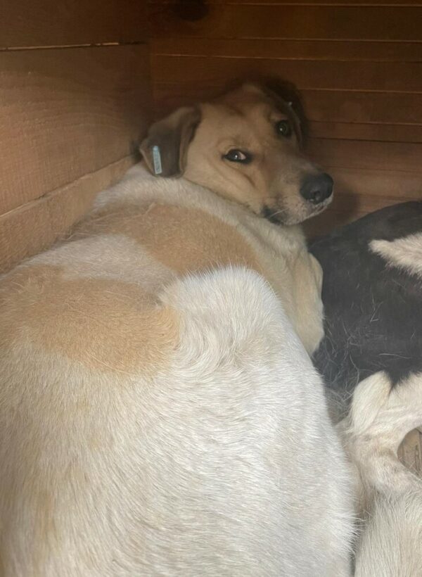 GRAHAM (♂) – Bild 2