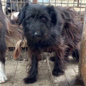 JILLI (♀) - zu dünn, verfilzt