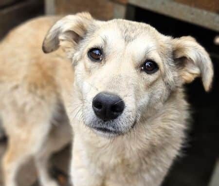 CAMY (♀) - ausgereist zur Tierhilfe Lebenswert DR 25.07.25