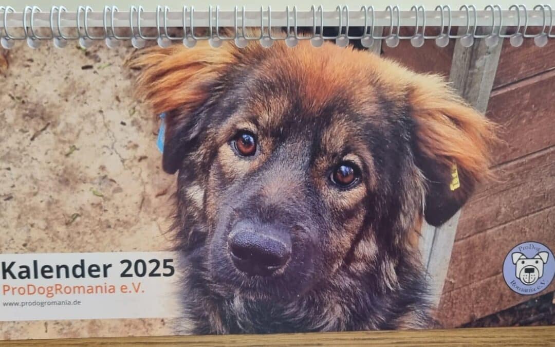 Tischkalender 2025 ☀️