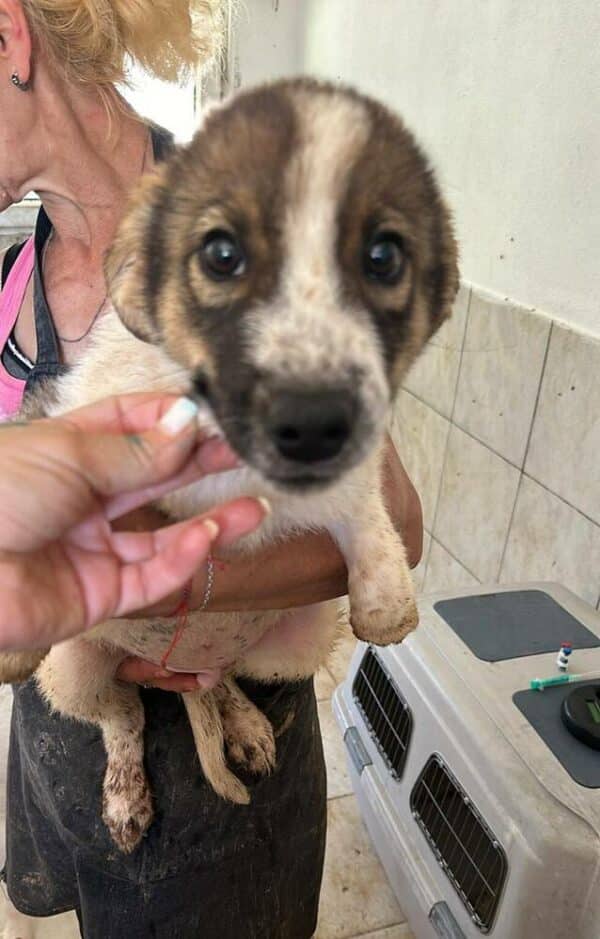 LORCAN (♂) - wird im Kennel angegangen - dringend Platz gesucht – Bild 14