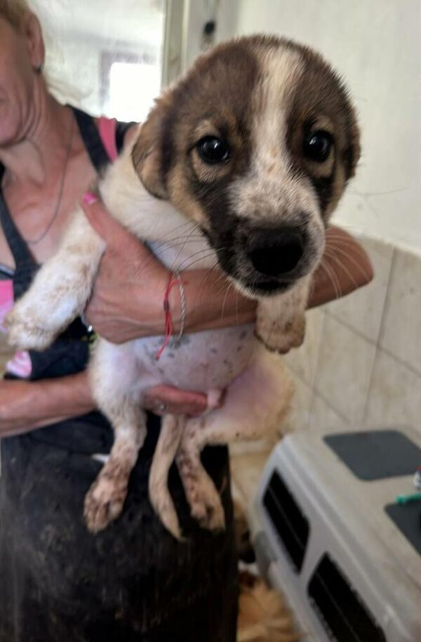LORCAN (♂) - wird im Kennel angegangen - dringend Platz gesucht – Bild 15