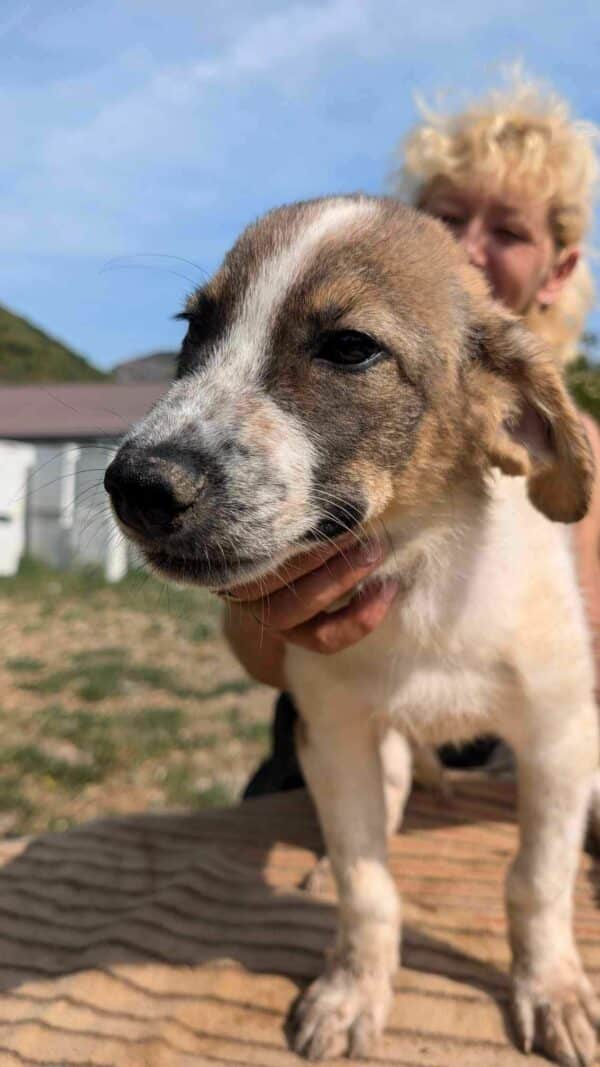 LORCAN (♂) - wird im Kennel angegangen - dringend Platz gesucht – Bild 12