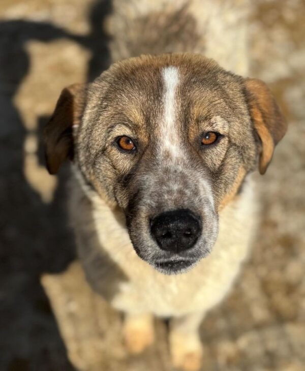 LORCAN (♂) - wird im Kennel angegangen - dringend Platz gesucht – Bild 5