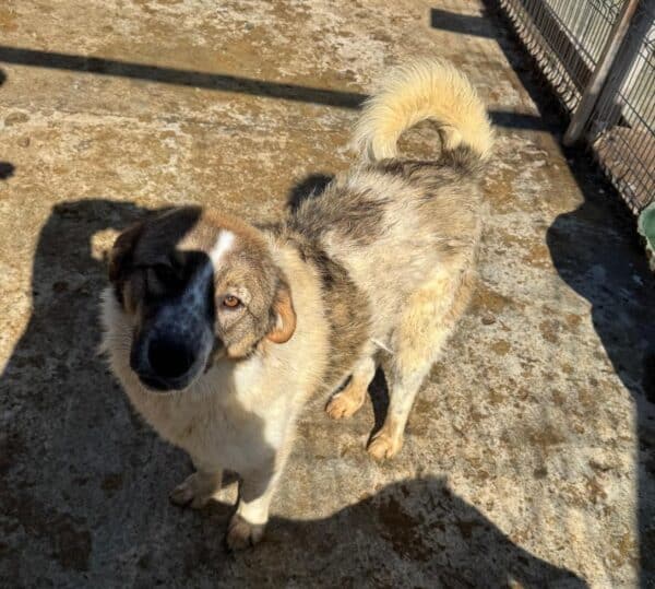 LORCAN (♂) - wird im Kennel angegangen - dringend Platz gesucht – Bild 4
