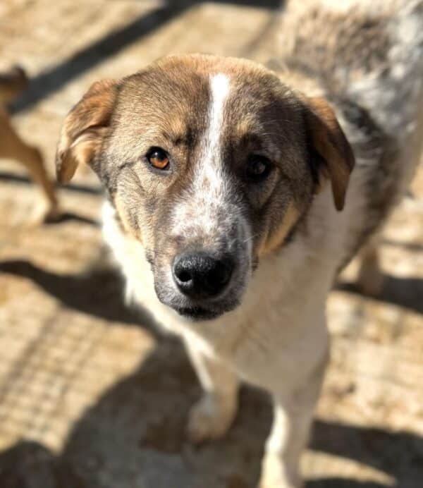 LORCAN (♂) - wird im Kennel angegangen - dringend Platz gesucht