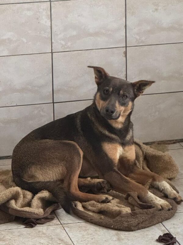 TIANA (♀) reserviert (Betty 27.04.) – Bild 2