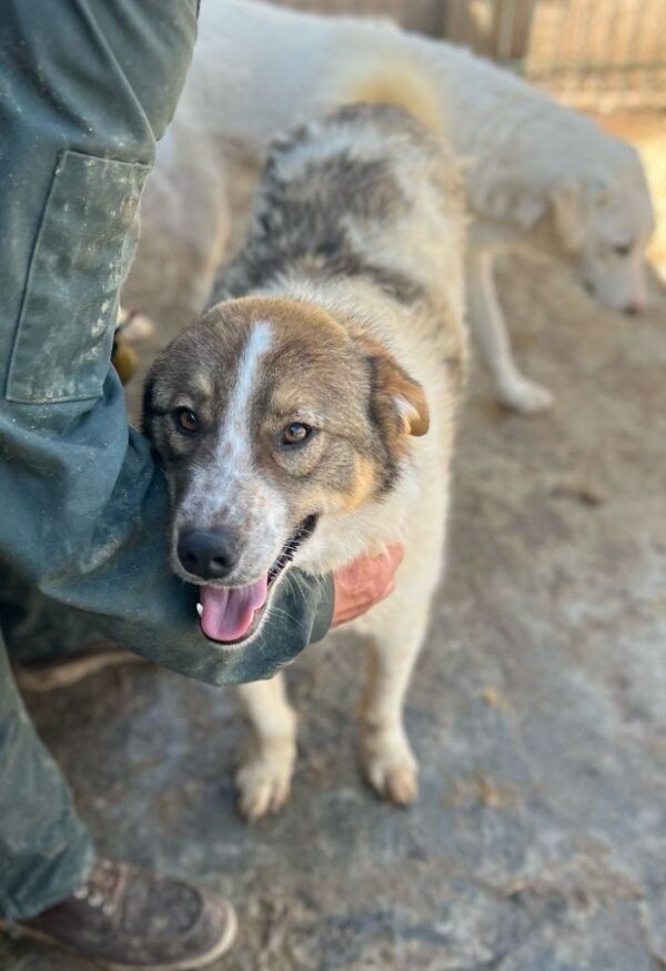 LORCAN (♂) - wird im Kennel angegangen - dringend Platz gesucht – Bild 3