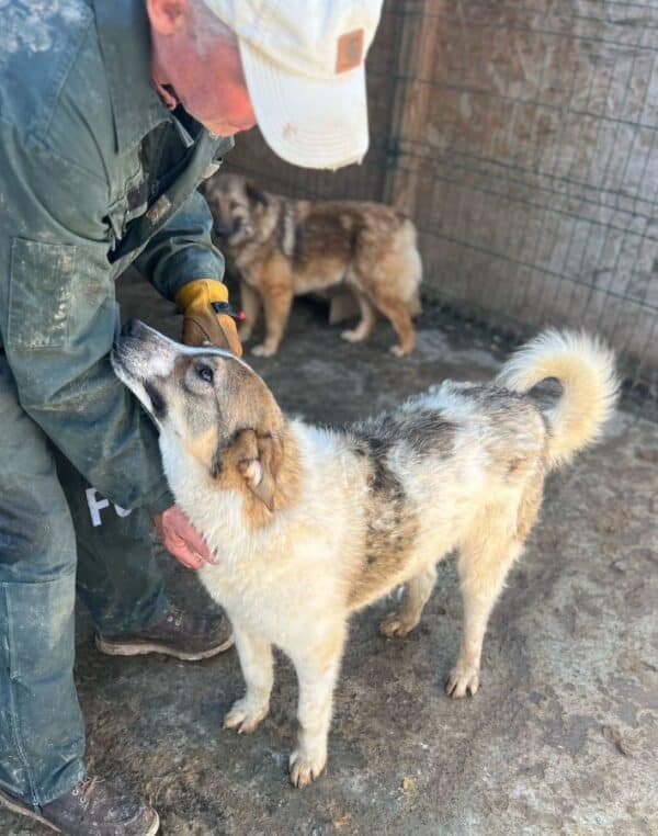 LORCAN (♂) - wird im Kennel angegangen - dringend Platz gesucht – Bild 2