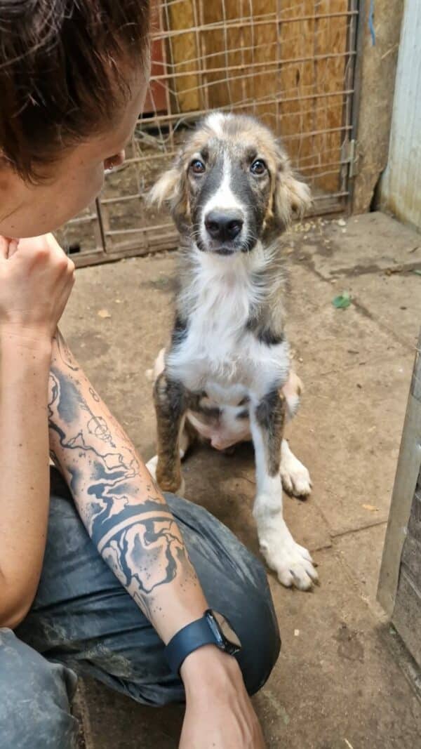 RALPHI (♂) - reserviert Tierhilfe Lebenswert - vermittelt – Bild 2