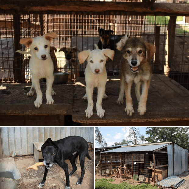 Grüße aus Bucov: Bericht aus dem Shelter 🐶