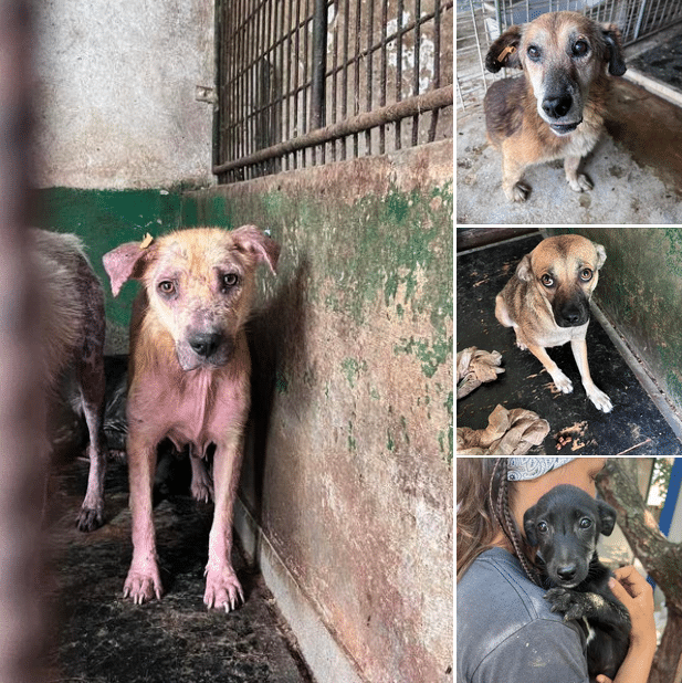 Tag 5 in Bucov: Bericht aus dem Shelter 🐶