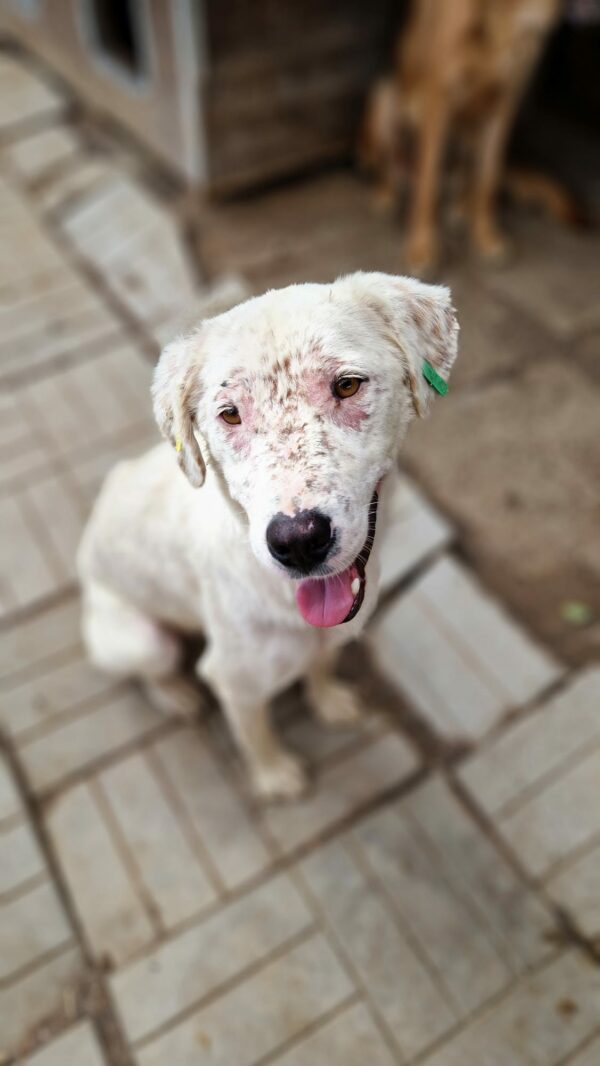 WILBERT (♂) – Bild 9