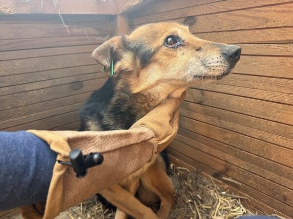 ÖMCHEN - Gnadenplatzhund seit dem 22.06.2024 – Bild 6
