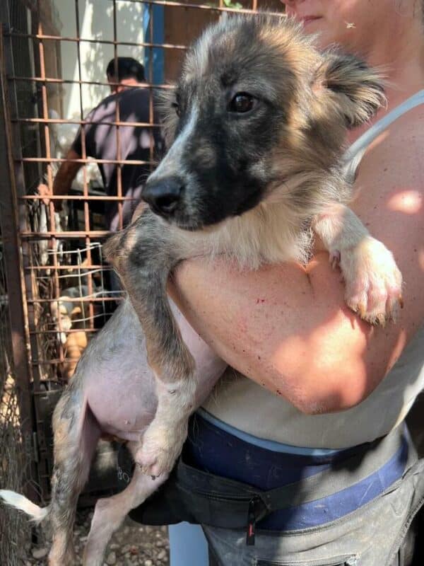 RALPHI (♂) - reserviert Tierhilfe Lebenswert - vermittelt – Bild 4