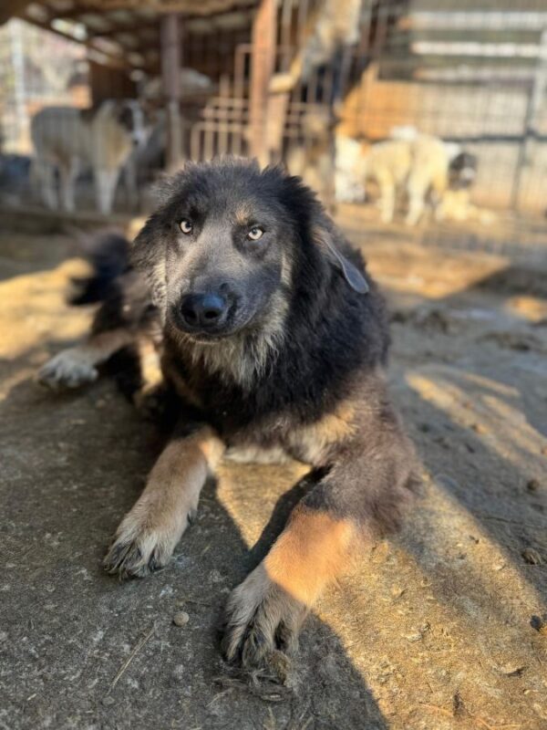 DEEGAN (♂) – Bild 2