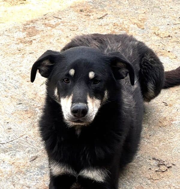 FLOH (♂)