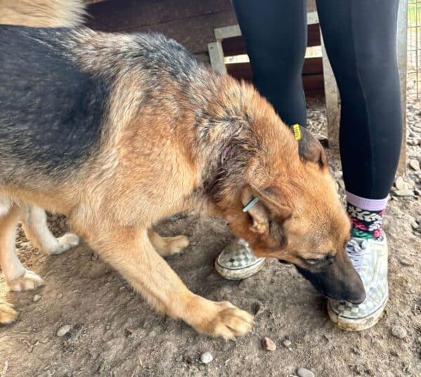 DAVE (♂) - große Wunde am Hals, typisches Schäferhund-Gangbild – Bild 7