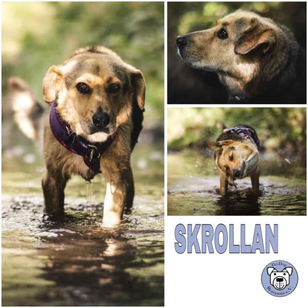 Skrollan (♀) 56729 Monreal