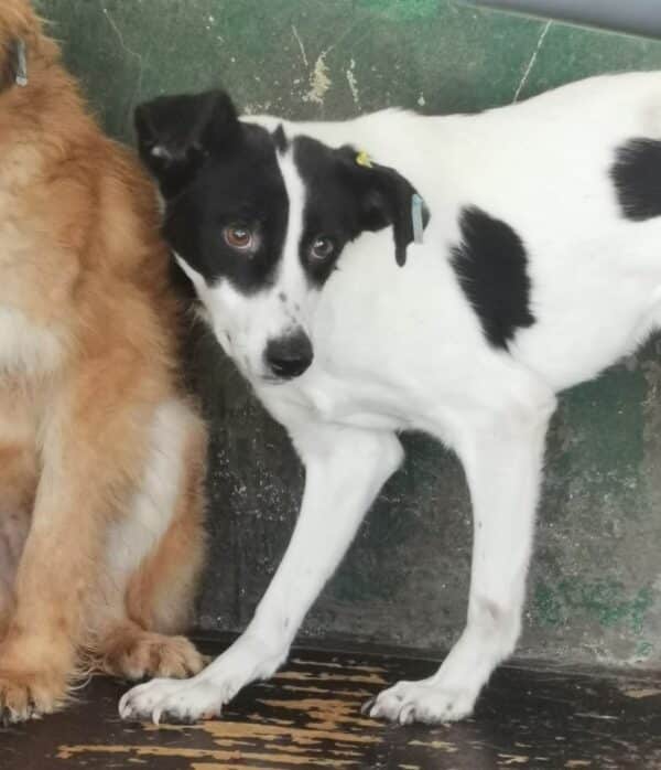 ZITA (♀) - reserviert Step by Paw (AL 01.09.) – Bild 7