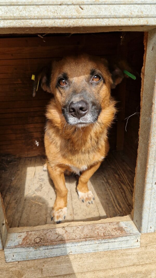 VEITLI (♂) - ausgereist zur Hundehilfe Kreta e.V. – Bild 2