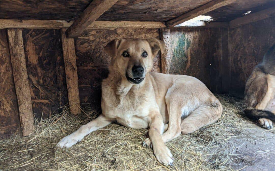 Bitte helft mit: Hütten für Bucov 🐶🛖