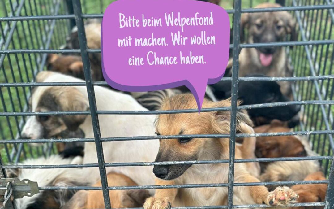 💔 Welpen eine Lebenschance geben – jede Hilfe zählt!