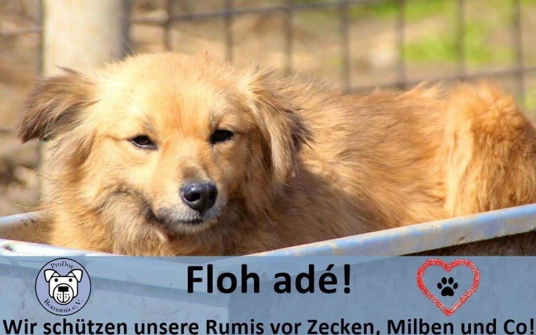 Helft uns, die Hunde vor Zecken & Flöhen zu schützen 🪳