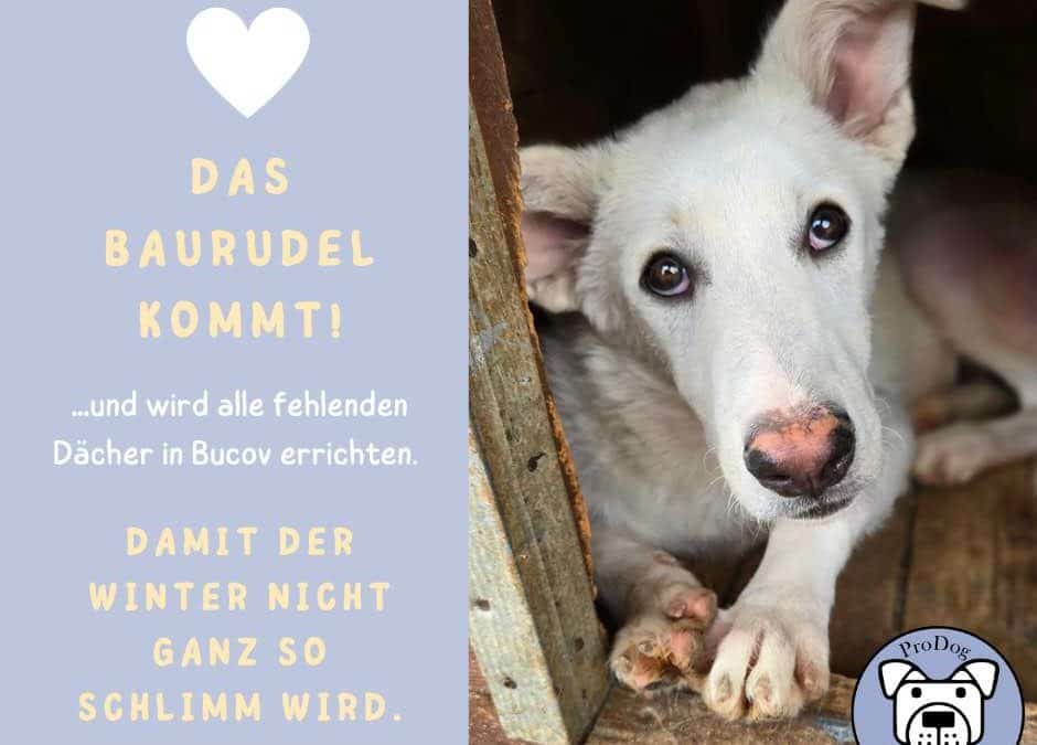 Hundehütten-Dächer für den Winter: Bitte helft uns ❤️