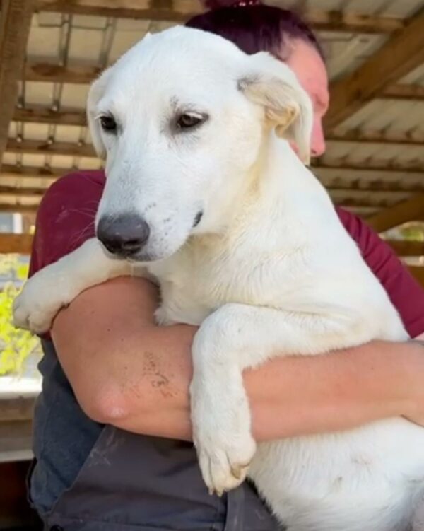 TOMTOM (♂) – Bild 7
