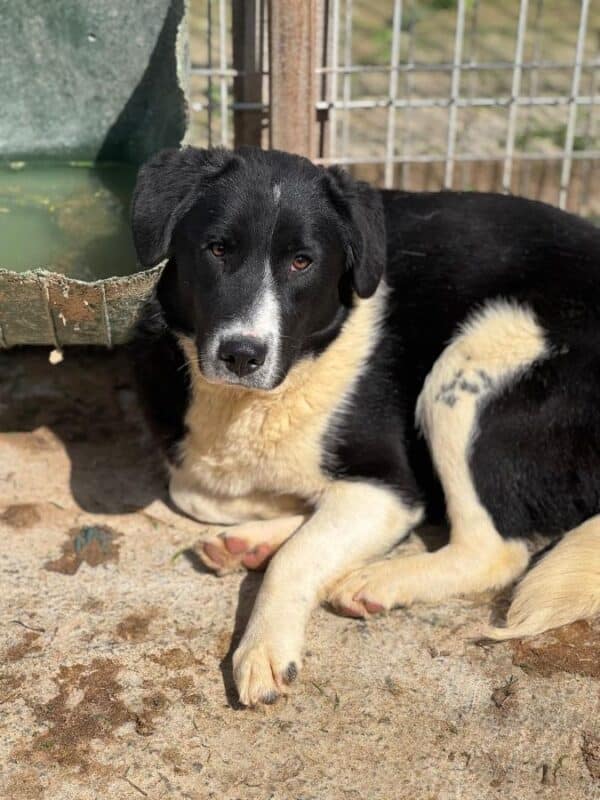 NAARO (♂) - geht im Kennel völlig unter – Bild 6