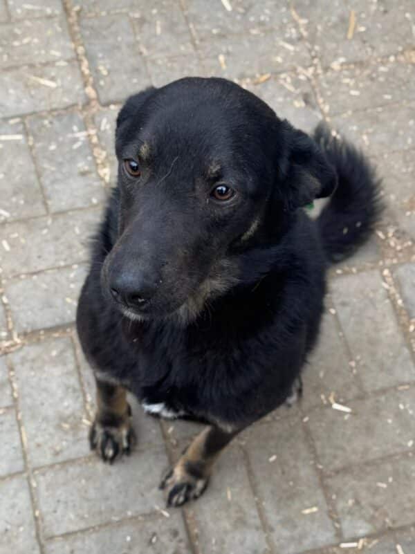 NOSHI (♂) – Bild 3