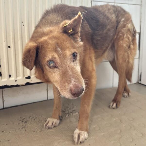 OSCAR - Gnadenplatzhund seit dem 14.09.2024 – Bild 6