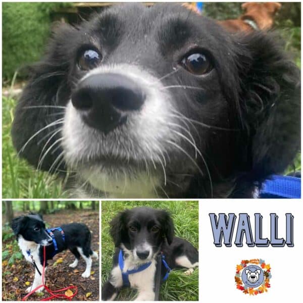 WALLI (♀) in 63069 Offenbach - reserviert