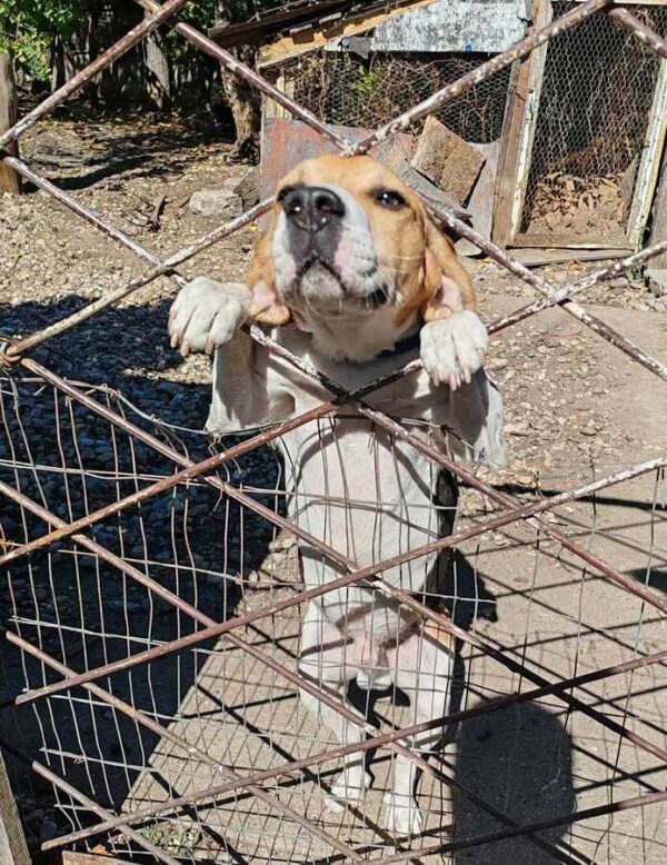 LORIOT (♂) - ausgereist zur Laborbeagle Hilfe – Bild 2