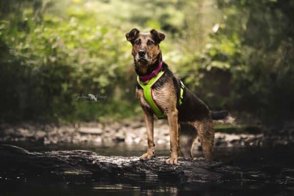 NORAH (♀) in 56729 Monreal – Bild 12