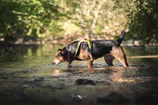 NORAH (♀) in 56729 Monreal – Bild 11