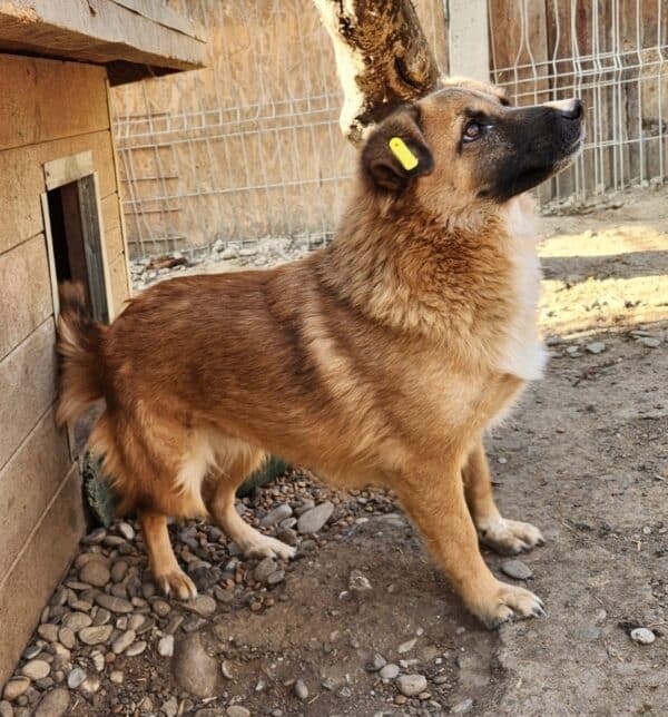 SILVANA (♀) - ausgereist zu Tiere in Not Odenwald e.V. (PM) – Bild 3
