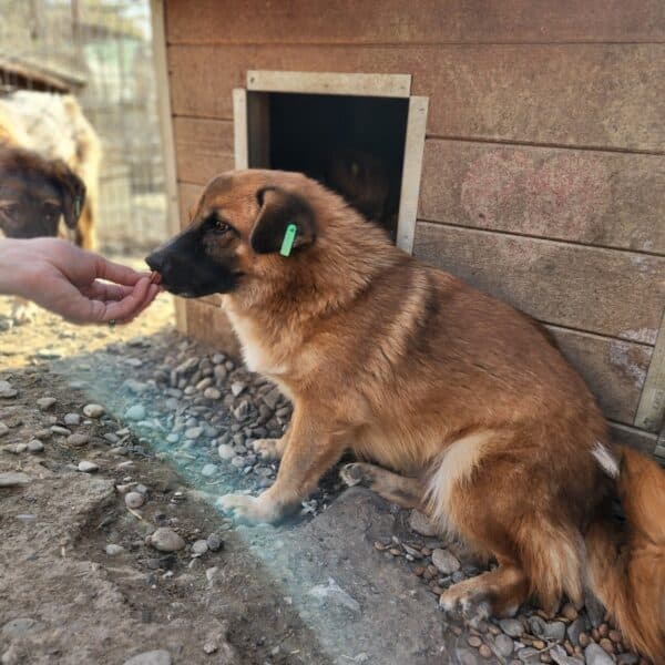 SILVANA (♀) - ausgereist zu Tiere in Not Odenwald e.V. (PM) – Bild 4