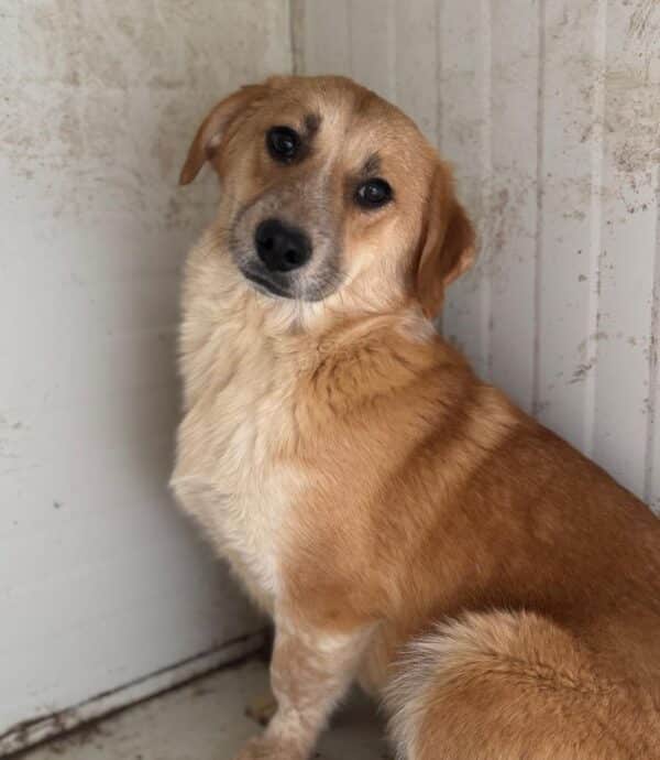 JAVAS (♂) - geht im Kennel unter – Bild 5