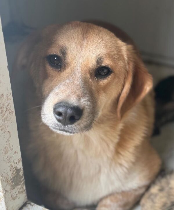 JAVAS (♂) - geht im Kennel unter – Bild 4