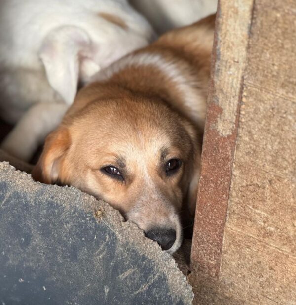 JAVAS (♂) - geht im Kennel unter – Bild 6