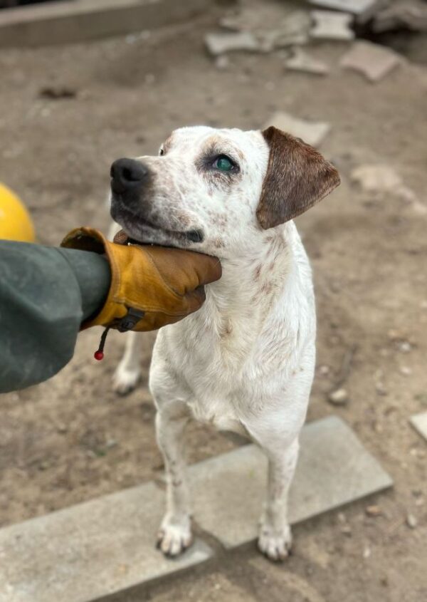 FREDI (♂) - fast blind – Bild 3